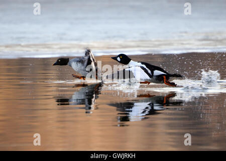 Paar des gemeinsamen Schellenenten (Bucephala Clangula) laufen reflektiert in Teich Wasseroberfläche. Moscow Region, Russland Stockfoto