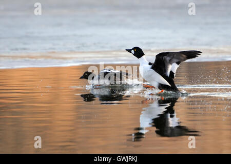 Paar des gemeinsamen Schellenenten (Bucephala Clangula) in der Nähe von Eisrand im Teich im Frühjahr. Moscow Region, Russland Stockfoto