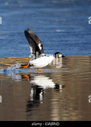 Gemeinsamen Goldeneye (Bucephala Clangula) Drake, die entlang der Eisrand im Teich im Frühjahr. Moscow Region, Russland Stockfoto