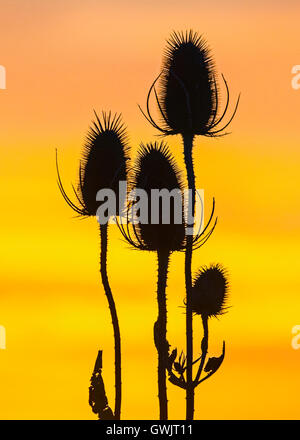 Gegenlicht Samen Leiter der gemeinsamen Karde (Dipsacus Fullonum), Cambridgeshire Stockfoto