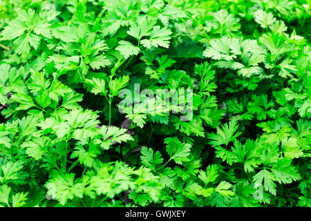 Frische grüne Petersilie Pflanze wächst im Garten Stockfoto
