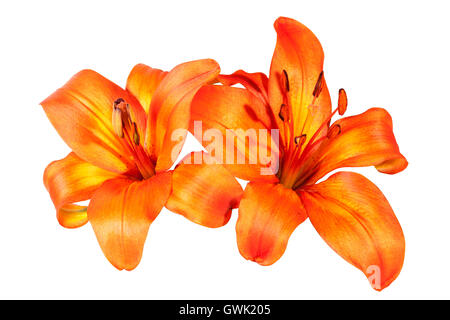 Zwei Studio gedreht isoliertes leuchtend Orange farbige asiatischen Lilie Blumen auf weißem Hintergrund Stockfoto