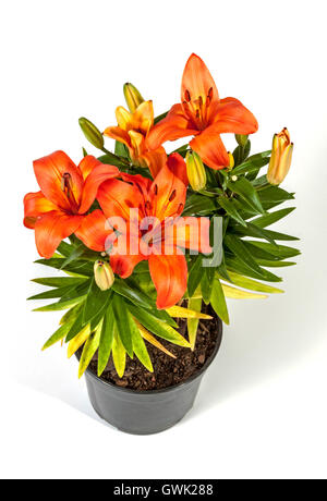 Über Ansicht Studioaufnahme von orange Blüte asiatische Lilien wachsen in schwarzen Topf auf weiß Stockfoto