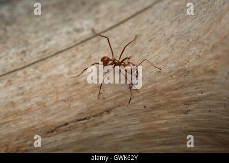 Leafcutter Ameisen (Atta Sexdens). Tierwelt Tier. Stockfoto