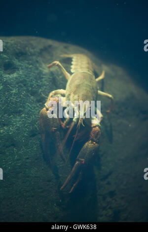 Europäischer Flusskrebs (Astacus Astacus), auch bekannt als die edlen Krebse. Tierwelt Tier. Stockfoto
