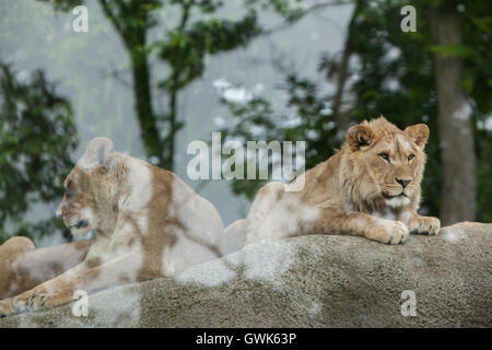 Löwin und juvenile männlicher Löwe (Panthera Leo) im Zoo von Vincennes in Paris, Frankreich. Stockfoto