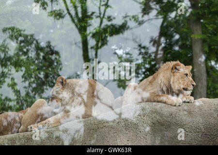 Löwin und juvenile männlicher Löwe (Panthera Leo) im Zoo von Vincennes in Paris, Frankreich. Stockfoto