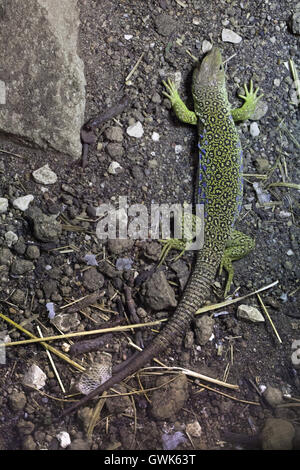 Ocellated Eidechse (Timon Lepidus), auch bekannt als die jeweled Lacerta. Tierwelt Tier. Stockfoto