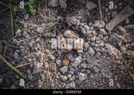 Schlaf süß Mices Stockfoto