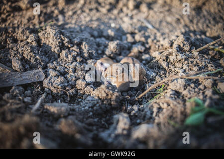 Schlaf süß Mices Stockfoto