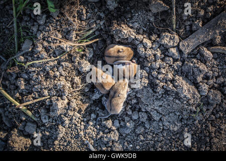 Schlaf süß Mices Stockfoto