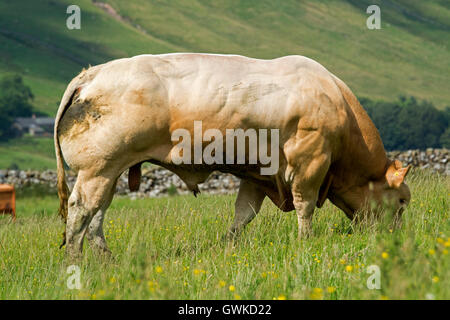 Stammbaum britische Blonde Rindfleisch Bull im Hochland Weide, Cumbria, England. Stockfoto