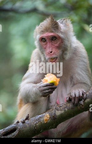 Das Bild des weiblichen Motorhaube Makaken (Macaca Radiata) in Malshej Ghats, westlichen Ghats, Monsun, Maharashtra, Indien Stockfoto