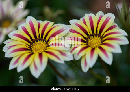 Gazanien Blumen Nahaufnahme Big Kiss White Stripe Stockfoto