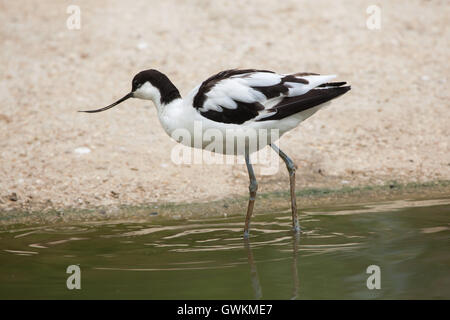 Trauerschnäpper Säbelschnäbler (Recurvirostra Avosetta), auch bekannt als die schwarz-capped Säbelschnäbler. Tierwelt Tier. Stockfoto