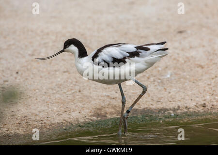 Trauerschnäpper Säbelschnäbler (Recurvirostra Avosetta), auch bekannt als die schwarz-capped Säbelschnäbler. Tierwelt Tier. Stockfoto