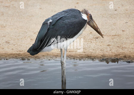 Marabou Storch (Leptoptilos Crumenifer). Tierwelt Tier. Stockfoto