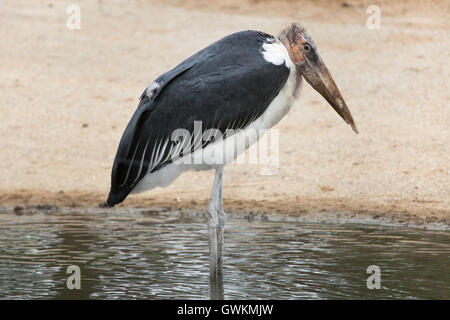 Marabou Storch (Leptoptilos Crumenifer). Tierwelt Tier. Stockfoto