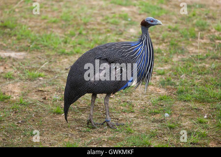 Vulturine Perlhühner (Acryllium Vulturinum). Tierwelt Tier. Stockfoto