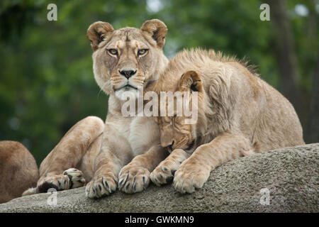 Löwin und juvenile männlicher Löwe (Panthera Leo) im Zoo von Vincennes in Paris, Frankreich. Stockfoto