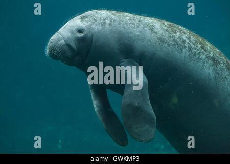 Antillean Manati (Trichechus Manatus Manatus) im Zoo von Vincennes in Paris, Frankreich. Stockfoto