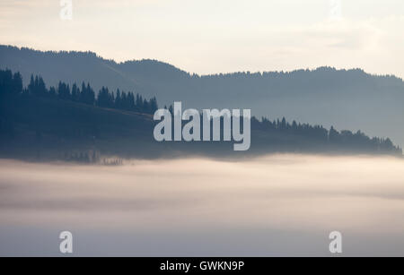 Nebel über Bergkette bei Sonnenaufgang Licht. Morgensonne Strahlen durch den Nebel über Berghänge mit Fichtenwald bedeckt. Stockfoto