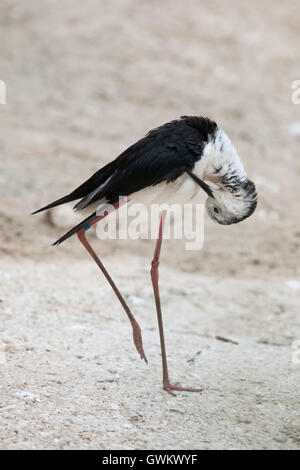 Stelzenläufer (Himantopus Himantopus), auch bekannt als der Trauerschnäpper Stelzenläufer. Tierwelt Tier. Stockfoto