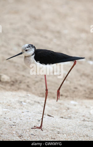 Stelzenläufer (Himantopus Himantopus), auch bekannt als der Trauerschnäpper Stelzenläufer. Tierwelt Tier. Stockfoto