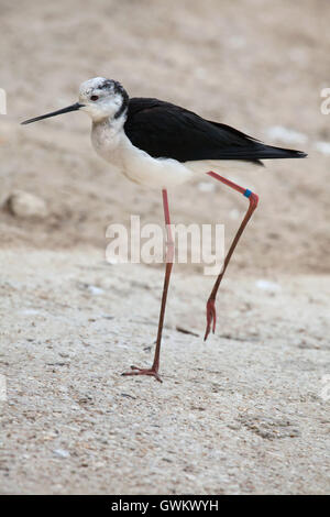 Stelzenläufer (Himantopus Himantopus), auch bekannt als der Trauerschnäpper Stelzenläufer. Tierwelt Tier. Stockfoto