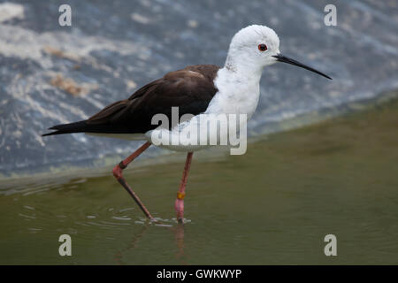 Stelzenläufer (Himantopus Himantopus), auch bekannt als der Trauerschnäpper Stelzenläufer. Tierwelt Tier. Stockfoto