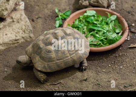 Hermanns Schildkröte (Testudo Hermanni) im Zoo von Vincennes in Paris, Frankreich. Stockfoto