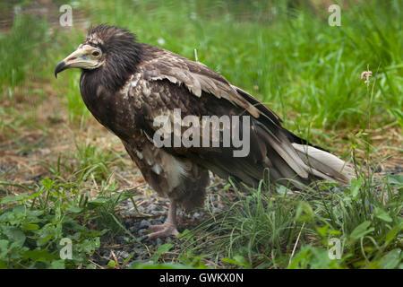 Schmutzgeier (Neophron Percnopterus), auch bekannt als der weiße Scavenger-Geier. Tierwelt Tier. Stockfoto