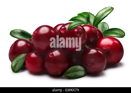 Haufen von Preiselbeeren (Vaccinium Vitis-Idaea) mit Blättern. Beschneidungspfade, Schatten getrennt Stockfoto