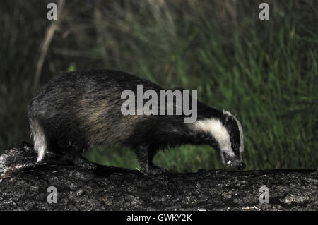 Erwachsenen Dachs an gefallenen Baumstamm klettern. Dorset, UK September 2015 Stockfoto