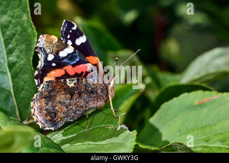 Red Admiral Stockfoto