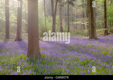 Micheldelver Wald Glockenblumen Stockfoto
