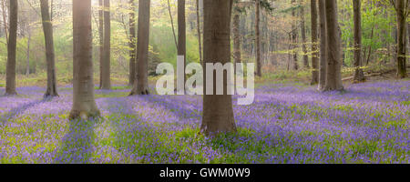 Micheldelver Wald Glockenblumen Stockfoto