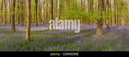 Micheldelver Wald Glockenblumen Stockfoto