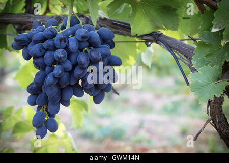 lila Trauben am Weinstock im Garten. Stockfoto