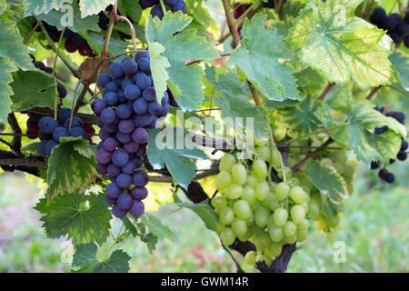 lila Trauben und grüne Trauben am Weinstock im Garten. Stockfoto