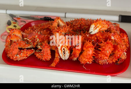 Frisch zubereitete Kamtschatka-Krabbe auf Tablett. Stockfoto