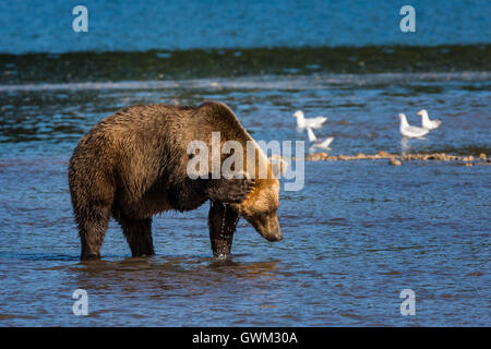 Eine wilde Braunbären Fischerei auf den Kurilen-See in Region Kamtschatka, Russland. Stockfoto