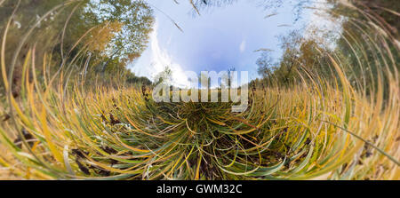 Der Baum in dem hohen grünen Rasen im Herbst. Die stereographische sphärischen Panorama von Little Planet Stockfoto