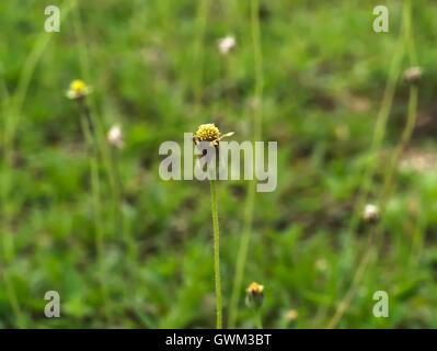 Mantel Knöpfe, mexikanische Daisy, Tridax Gänseblümchen, Wild Daisy Stockfoto