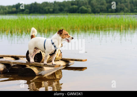 Niedliche treuer Hund, stehend auf einem Pier und warten auf Eigentümer Stockfoto