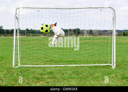 Lustiger Hund springen und fangen Fußball-Ball auf das Tor Stockfoto