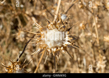 Trockene Blumen der Mariendistel, Silybum Marianum. Stockfoto