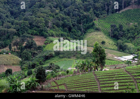 Blick auf die Berge und Reisfelder von Amphoe Mae Rim, Chiang Mai, Nordthailand Stockfoto