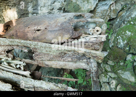 Hunderttausend Jahre hängenden Sarg und Stein Friedhof der Toraja Leute Stockfoto