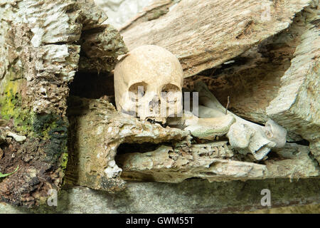 Hunderttausend Jahre hängenden Sarg und Stein Friedhof der Toraja Leute Stockfoto